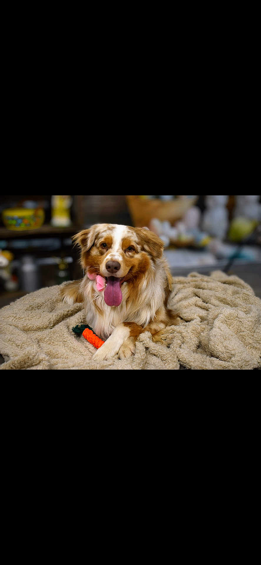 Ulyss participe au concours pour gagner de l'argent avec cette photo : dog, australian_shepherd, pet, animal, tongue_out, blanket, toy, carrot, indoor, cozy, fur, playful, happy, canine, mammal, domestic_animal, lying_down, cute, smiling, front_paws