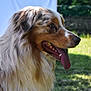 Ulyss a rejoint le concours — aidez-le/la à gagner de superbes lots ! dog, australian_shepherd, fluffy_coat, panting, tongue_out, profile_view, outdoor, greenery, grass, sunlight, pet, animal, canine, nature, happy, fur, ears, nose, mouth, summer