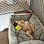 Padme joined the competition — help win amazing prizes! puppy, dog_bed, tennis_ball, sleeping, indoor, carpet, playpen, toy, fence, pet, cute, cozy, relaxed, small_dog, brown_dog, canine, resting, animal, domestic, young_dog