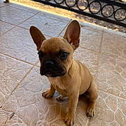 Padme is registered to the contest to win money with this photo: puppy, dog, french_bulldog, pet, animal, ears, floor, tile, outdoor, railing, brown, young, cute, sitting, small, canine, adorable, looking, alert, front_paws