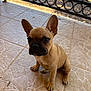 puppy, dog, french_bulldog, pet, animal, ears, floor, tile, outdoor, railing, brown, young, cute, sitting, small, canine, adorable, looking, alert, front_paws