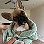 Padme joined the competition — help win amazing prizes! dog, puppy, french_bulldog, towel, indoor, pet, cute, head_tilt, brown, black_nose, ears, carpet, hand, human_hand, ceiling_fan, wall, room, curious, closeup, portrait