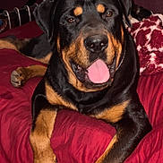 Bronx is registered to the contest to win money with this photo: dog, rottweiler, pet, animal, canine, tongue_out, bed, blanket, indoor, resting, fur, black_and_tan, mammal, cute, looking_at_camera, paw, happy, closeup, portrait, domestic_animal