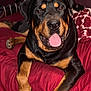 dog, rottweiler, pet, animal, canine, tongue_out, bed, blanket, indoor, resting, fur, black_and_tan, mammal, cute, looking_at_camera, paw, happy, closeup, portrait, domestic_animal