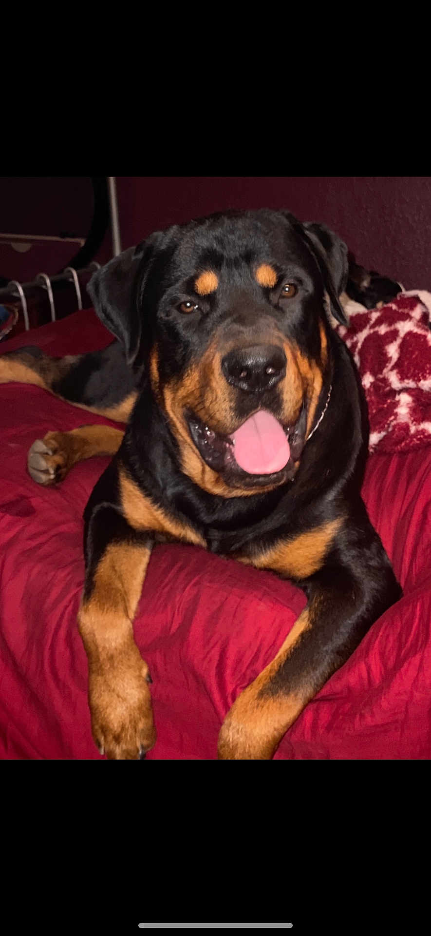 Bronx is registered to the contest to win money with this photo: dog, rottweiler, pet, animal, canine, tongue_out, bed, blanket, indoor, resting, fur, black_and_tan, mammal, cute, looking_at_camera, paw, happy, closeup, portrait, domestic_animal