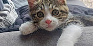 Aïko participe au concours pour gagner de l'argent avec cette photo : kitten, cat, tabby, paw, couch, indoor, relaxing, feline, pet, whiskers, pink_nose, fur, eyes, armrest, blurred_background, grass, outdoor_view, chair, table, home