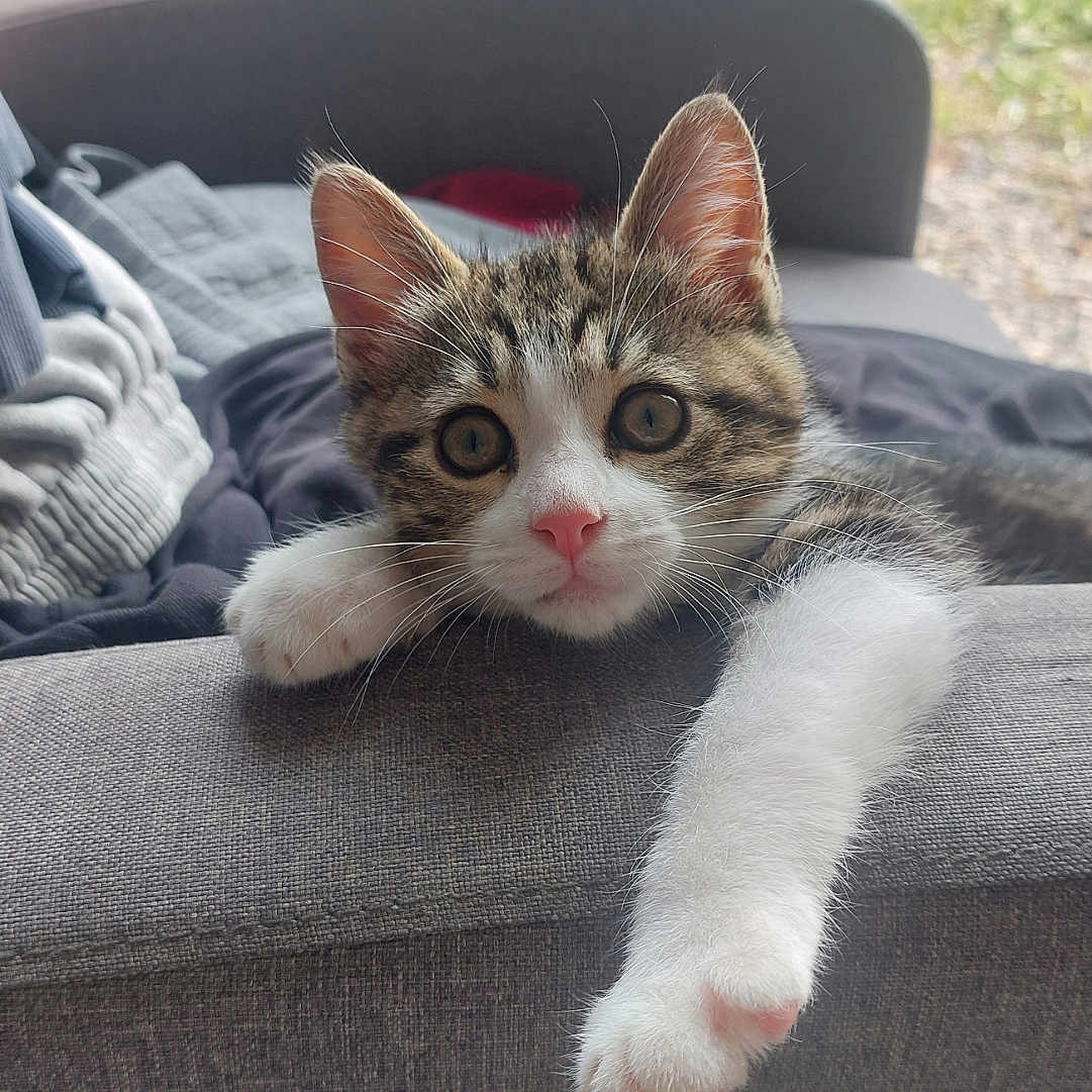 Aïko participe au concours pour gagner de l'argent avec cette photo : armrest, blurred_background, cat, chair, couch, eyes, feline, fur, grass, home, indoor, kitten, outdoor_view, paw, pet, pink_nose, relaxing, tabby, table, whiskers