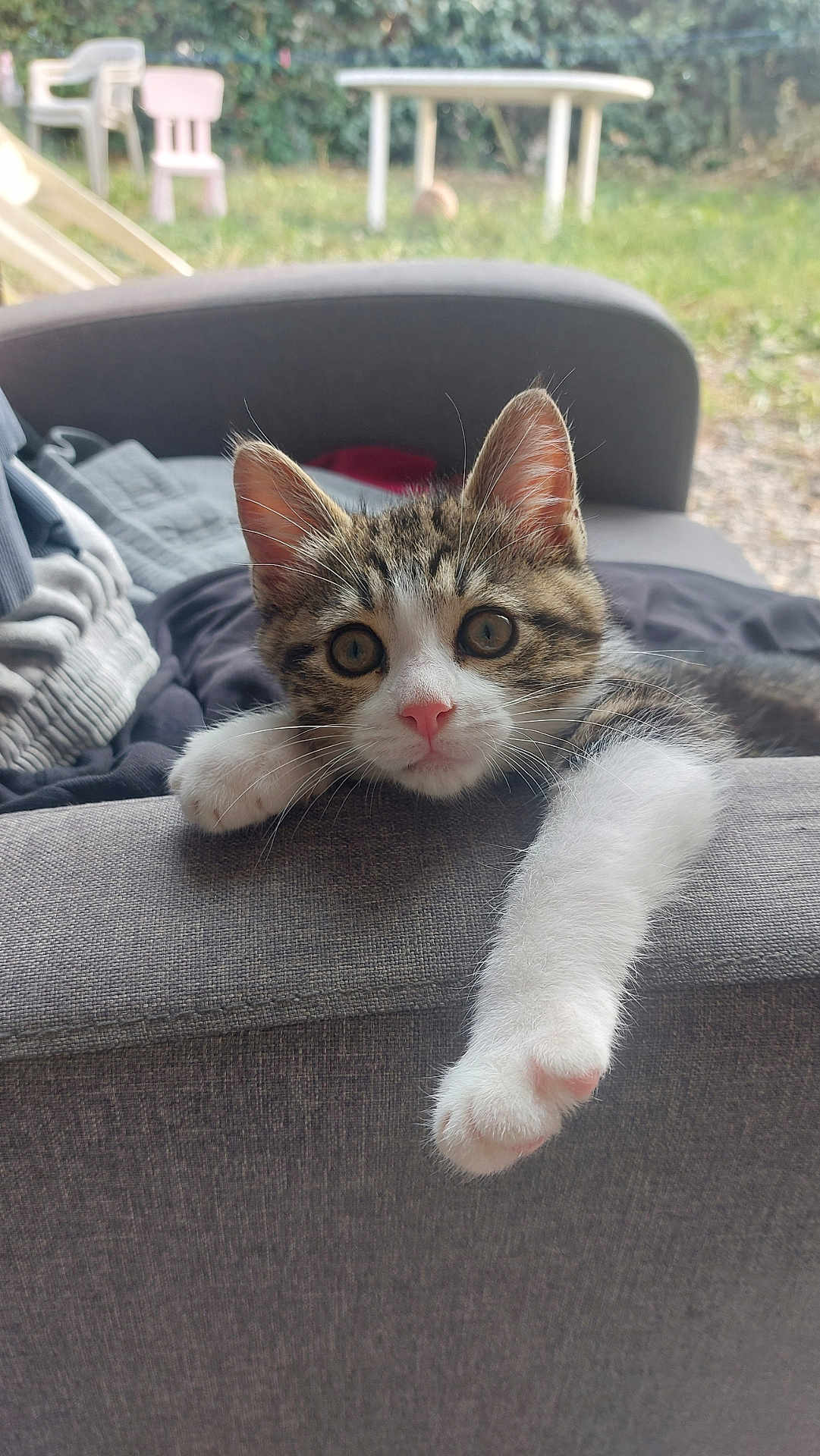 Aïko participe au concours pour gagner de l'argent avec cette photo : kitten, cat, tabby, paw, couch, indoor, relaxing, feline, pet, whiskers, pink_nose, fur, eyes, armrest, blurred_background, grass, outdoor_view, chair, table, home