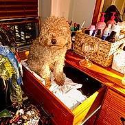 Suga Cane is registered to the contest to win money with this photo: dog, curly_hair, drawer, wooden_furniture, clothes, wicker_basket, bottles, glass_goblet, window, blinds, fabric, colorful, sunlight, indoor, pet, furniture, room, cozy, small_dog, curly_fur