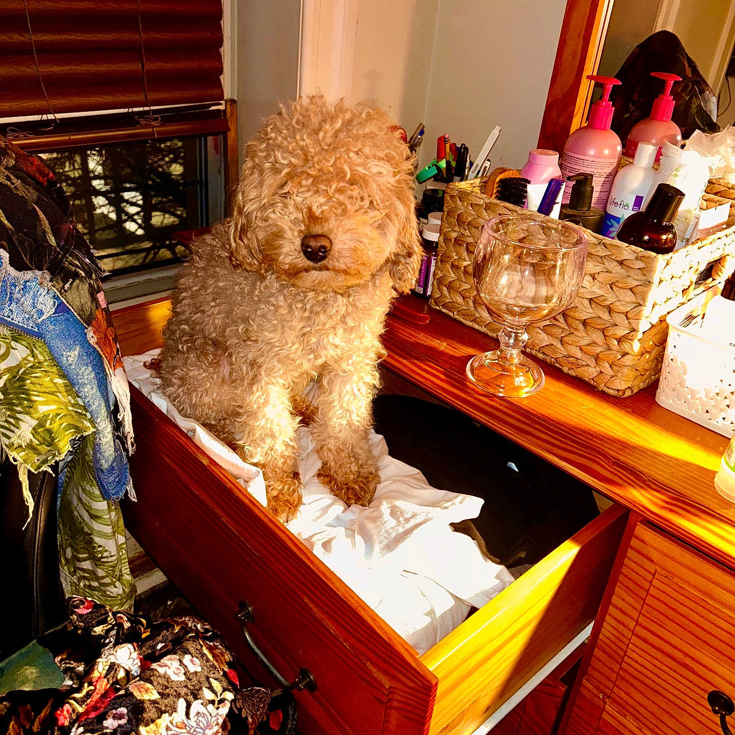 Suga Cane is registered to the contest to win money with this photo: dog, curly_hair, drawer, wooden_furniture, clothes, wicker_basket, bottles, glass_goblet, window, blinds, fabric, colorful, sunlight, indoor, pet, furniture, room, cozy, small_dog, curly_fur