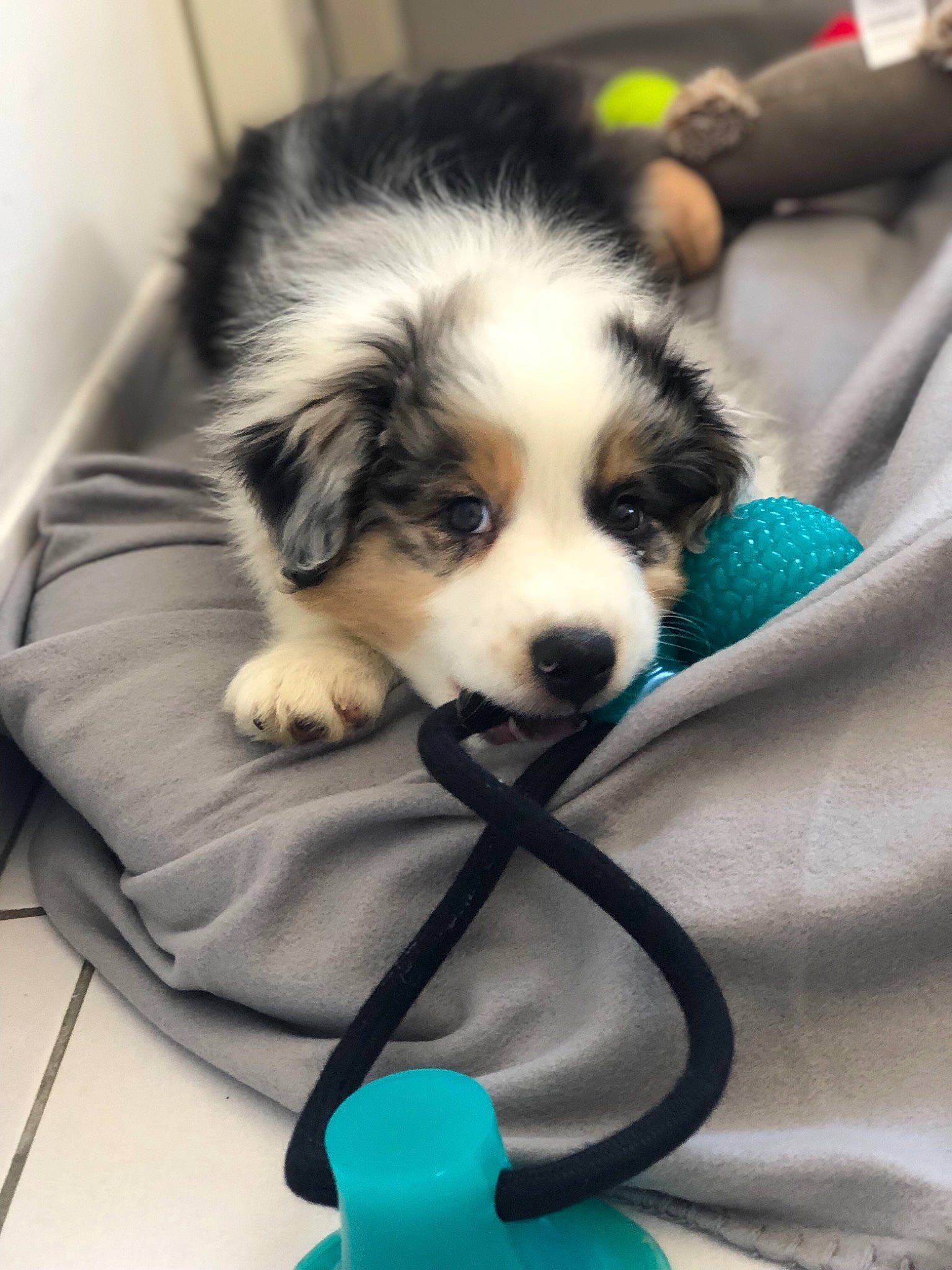 Pops a rejoint le concours — aidez-le/la à gagner de superbes lots ! australian_shepherd, bernese_mountain_dog, border_collie, canidae, carnivore, companion_dog, dog, dog_breed, herding_dog, mammal, miniature_australian_shepherd, puppy, rare_breed_dog, snout, sporting_group, vertebrate, working_dog