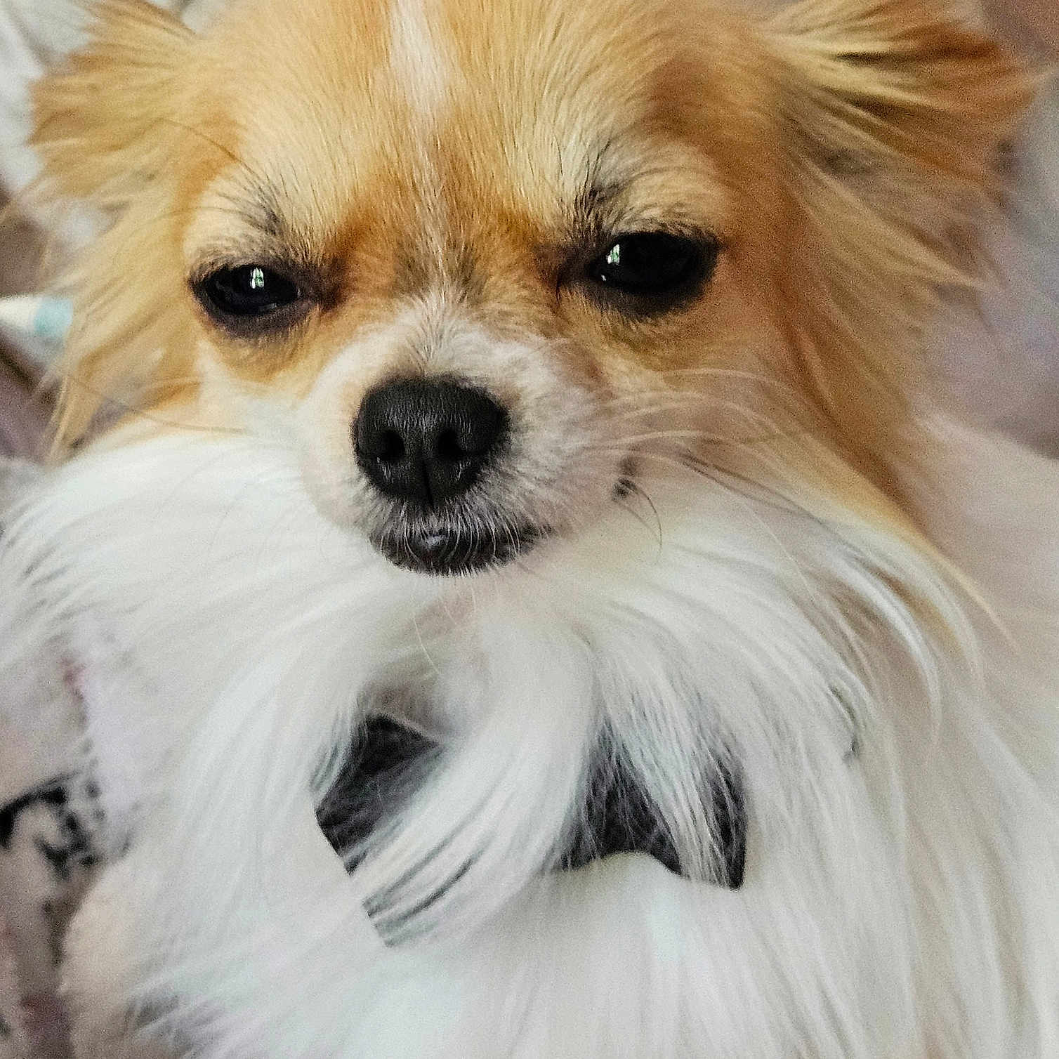 Carminus participe au concours pour gagner de l'argent avec cette photo : animal, black_nose, canine, close_up, companion, cute, dog, domestic, ears, expression, face, fluffy, fur, indoor, light_brown, pet, portrait, small_dog, whiskers, white_fur