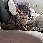 Tito joined the competition — help win amazing prizes! kitten, cat, tabby, couch, pillow, blanket, plush_toy, indoor, furniture, pet, animal, cozy, soft, resting, curious, young, fur, whiskers, ears, eyes