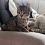 kitten, cat, tabby, couch, pillow, blanket, plush_toy, indoor, furniture, pet, animal, cozy, soft, resting, curious, young, fur, whiskers, ears, eyes