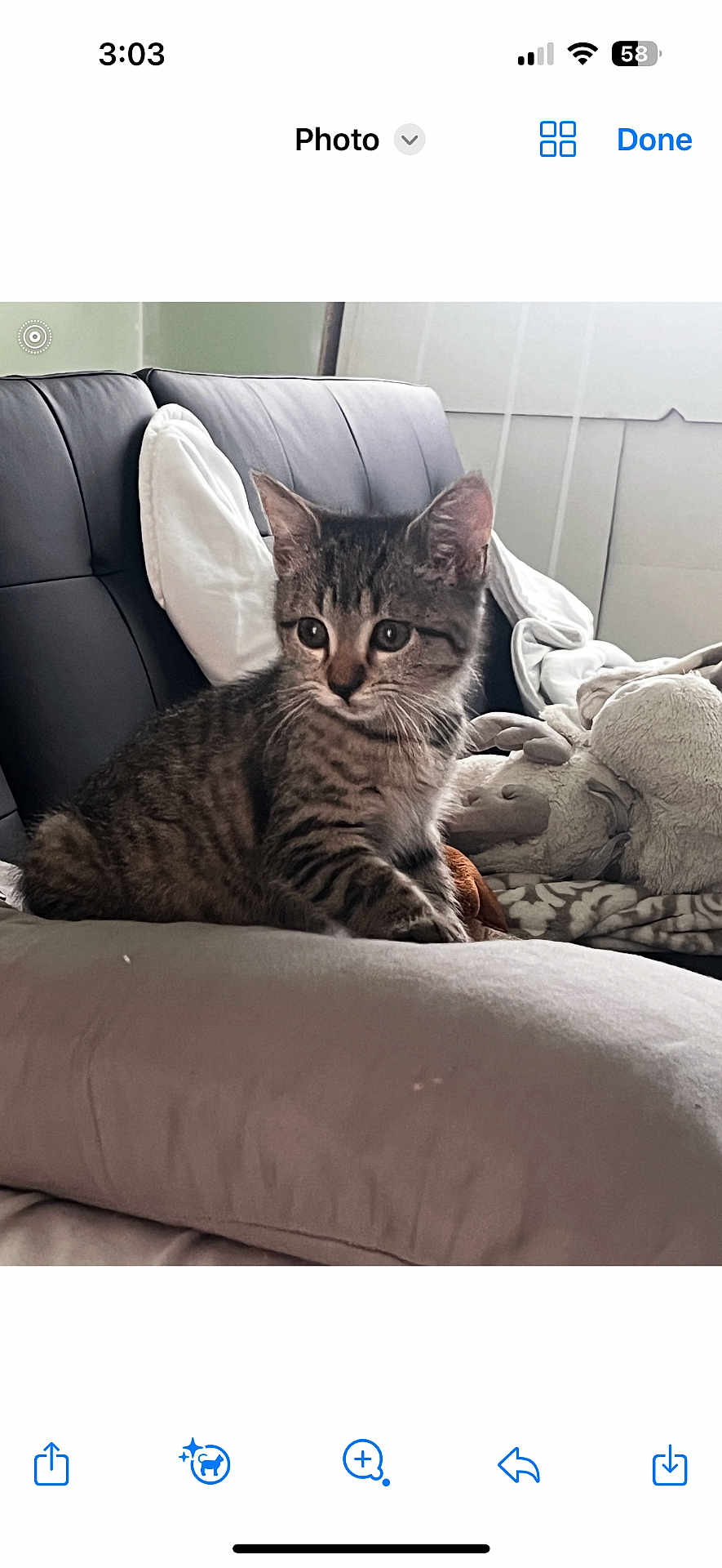 Tito joined the competition — help win amazing prizes! kitten, cat, tabby, couch, pillow, blanket, plush_toy, indoor, furniture, pet, animal, cozy, soft, resting, curious, young, fur, whiskers, ears, eyes
