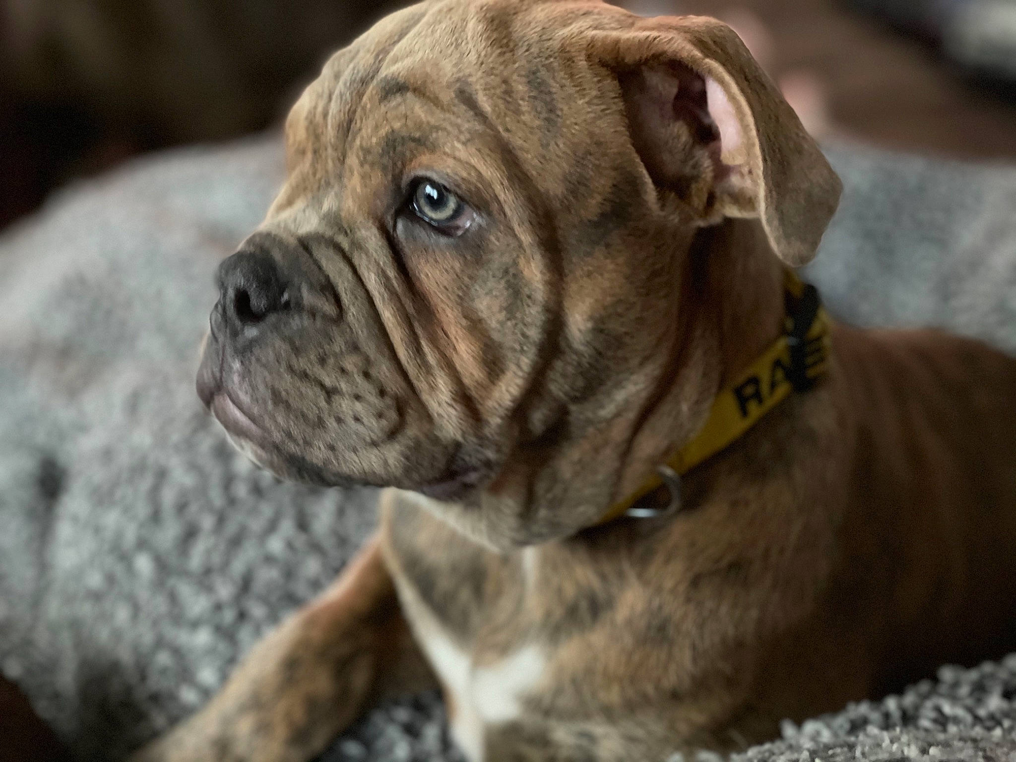 Rae is registered to the contest to win money with this photo: ancient_dog_breeds, australian_bulldog, bulldog, canidae, carnivore, collar, companion_dog, dog, dog_breed, dog_collar, fawn, molosser, non_sporting_group, snout, sporting_group, terrestrial_animal, toy_dog, whiskers, working_dog, wrinkle