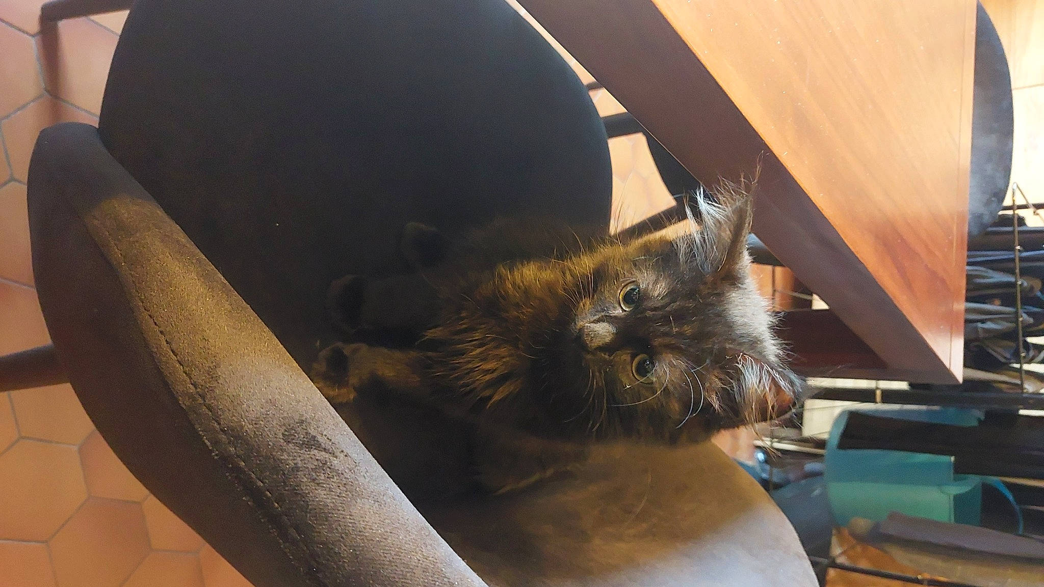 Bilbo a rejoint le concours — aidez-le/la à gagner de superbes lots ! carnivore, cat, chair, claw, comfort, domestic_short_haired_cat, fawn, felidae, flowerpot, fur, hardwood, metal, room, small_to_medium_sized_cats, snout, tail, tints_and_shades, tonkinese, whiskers, wood