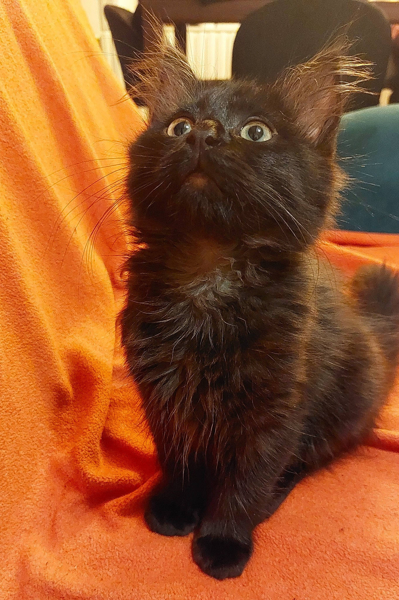 Bilbo a rejoint le concours — aidez-le/la à gagner de superbes lots ! black_cat, carnivore, cat, claw, comfort, domestic_short_haired_cat, ear, fawn, felidae, fur, liver, small_to_medium_sized_cats, snout, tail, terrestrial_animal, whiskers