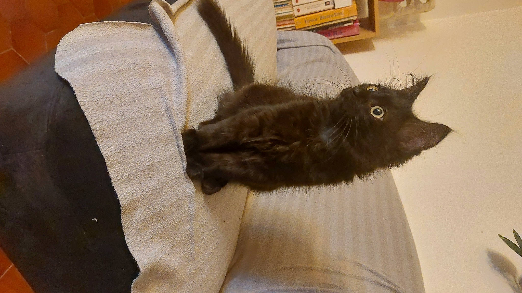 Bilbo a rejoint le concours — aidez-le/la à gagner de superbes lots ! black_cat, bombay, box, carnivore, cat, claw, comfort, domestic_short_haired_cat, felidae, flooring, fur, grey, hardwood, havana_brown, liver, room, small_to_medium_sized_cats, tail, whiskers, wood