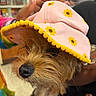 dog, small_dog, hat, pink_hat, yellow_flowers, pom_poms, close_up, pet, animal, fur, nose, eye, hand, person, store, shelf, colorful_clothing, indoor, cute, portrait