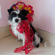 Maxie Valentine is registered to the contest to win money with this photo: canidae, carmine, carnivore, collar, companion_dog, dog, dog_breed, dog_collar, dog_supply, fashion_accessory, fur, non_sporting_group, pattern, pet_supply, small_terrier, snout, sporting_group, toy_dog, water_dog, working_animal