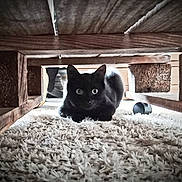 Alpha a rejoint le concours — aidez-le/la à gagner de superbes lots ! cat, black_cat, carpet, wooden_furniture, under_furniture, indoor, pet, animal, crouching, curious, feline, wide_eyes, fluffy_carpet, shadow, low_light, home, cozy, quiet, floor, domestic_animal