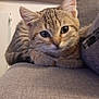 abyssinian, animal, architecture, armchair, blanket, building, cat, chair, clothing, couch, cushion, furniture, homedecor, indoors, kitten, livingroom, manx, pants, pet, room