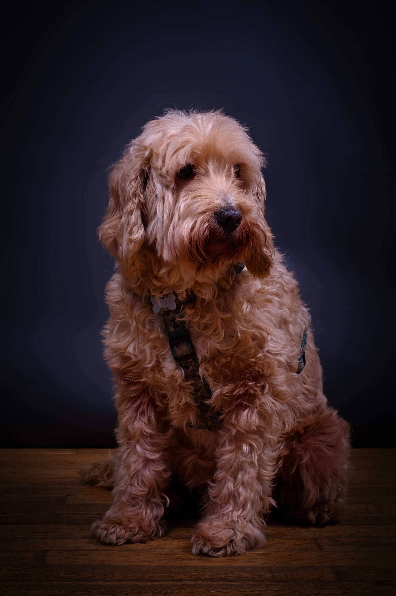 Ben participe au concours pour gagner de l'argent avec cette photo : canidae, carnivore, companion_dog, dog, dog_breed, fur, labradoodle, liver, maltepoo, non_sporting_group, poodle_crossbreed, puppy, small_terrier, sporting_group, tail, terrier, tibetan_terrier, toy_dog, water_dog, yorkipoo