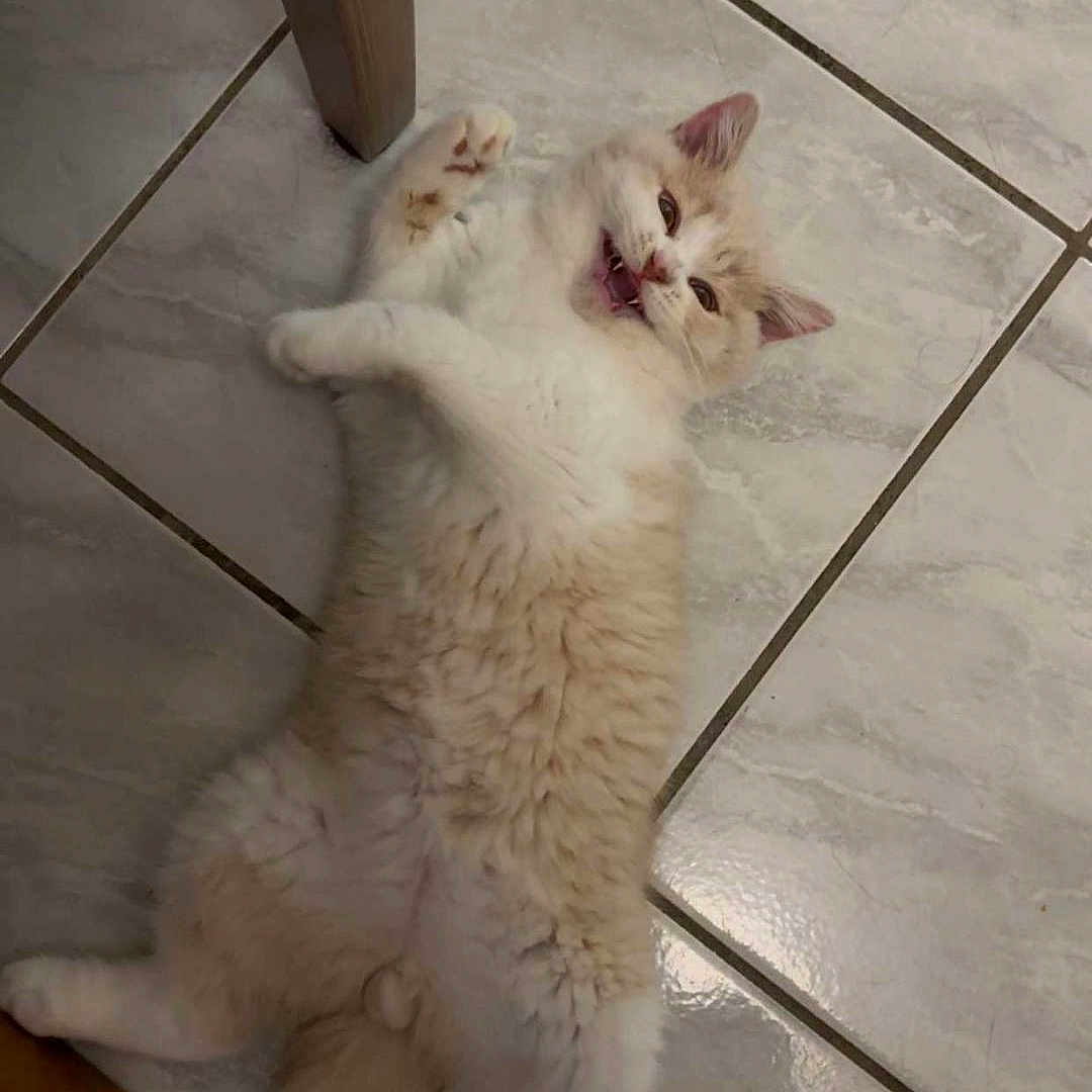 Ares a rejoint le concours — aidez-le/la à gagner de superbes lots ! animal, cat, chair_leg, cute, domestic_animal, feline, floor, fur, indoor, kitten, lying_down, paw, pet, playful, relaxed, smiling, tail, tile, whiskers, young_cat