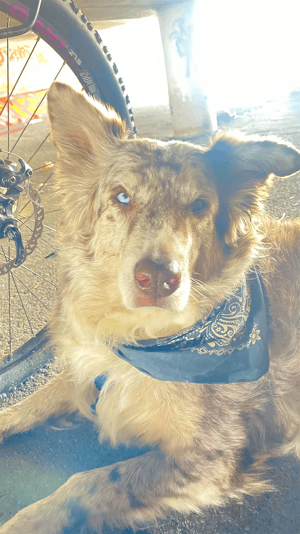 Jake is registered to the contest to win money with this photo: canidae, canis, carnivore, collar, companion_dog, dog, dog_breed, dog_collar, electric_blue, fawn, freezing, fur, leash, snout, snow, sporting_group, whiskers, winter, working_animal, working_dog