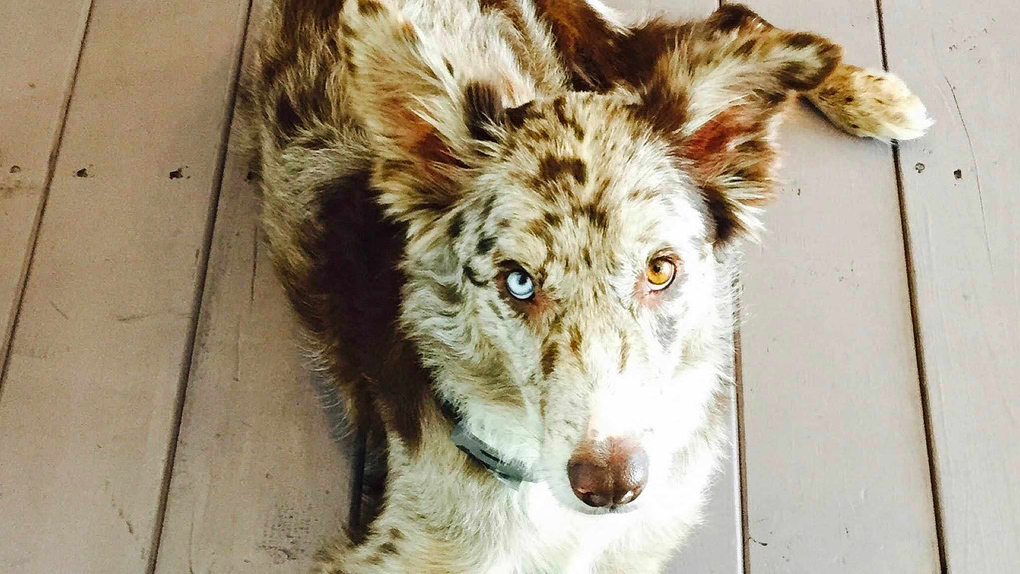 Jake