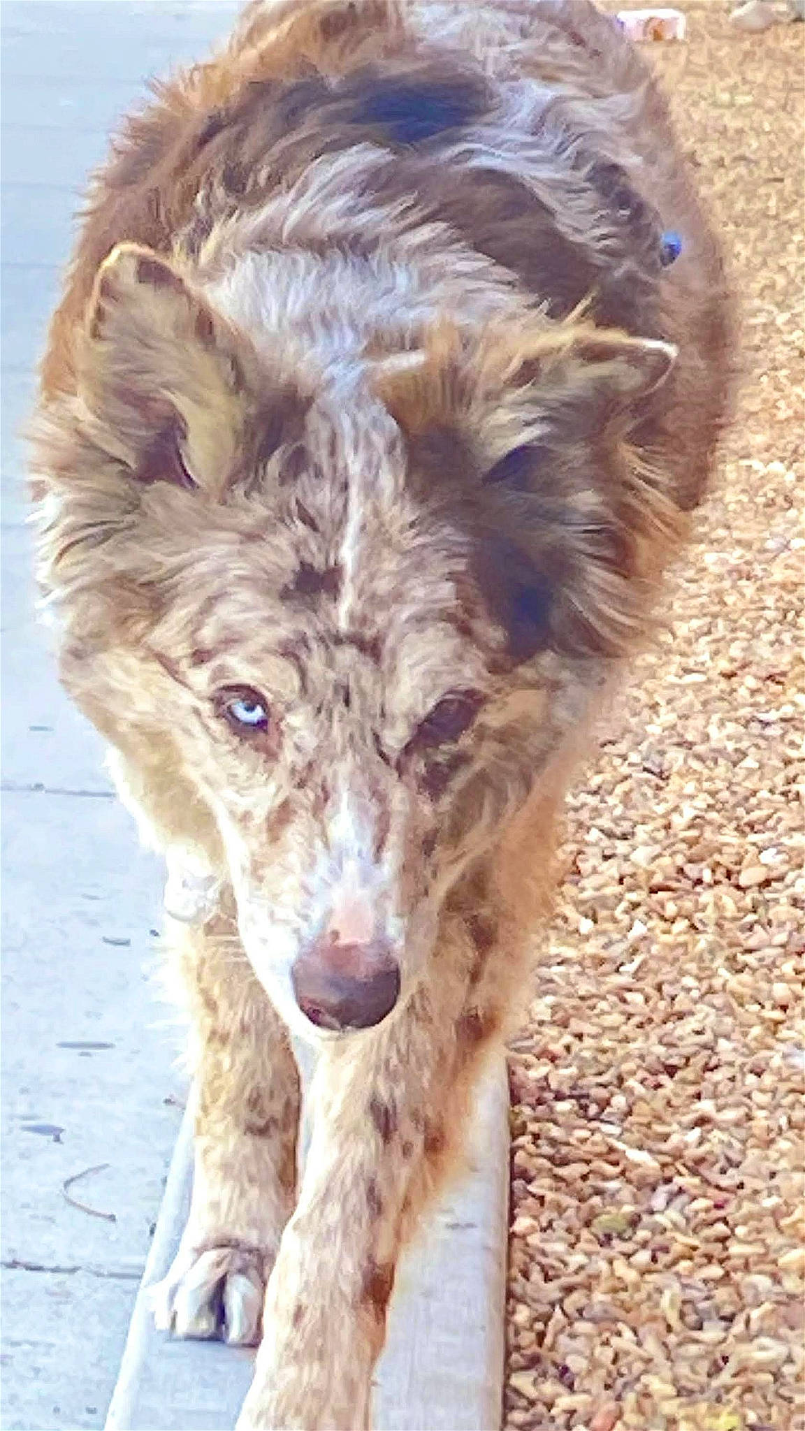 Jake joined the competition — help win amazing prizes! canidae, carnivore, companion_dog, dog, dog_breed, fawn, flyball, fur, herding_dog, koolie, liver, snout, sporting_group, tail, terrestrial_animal, terrier, water_dog, whiskers, wildlife, working_animal