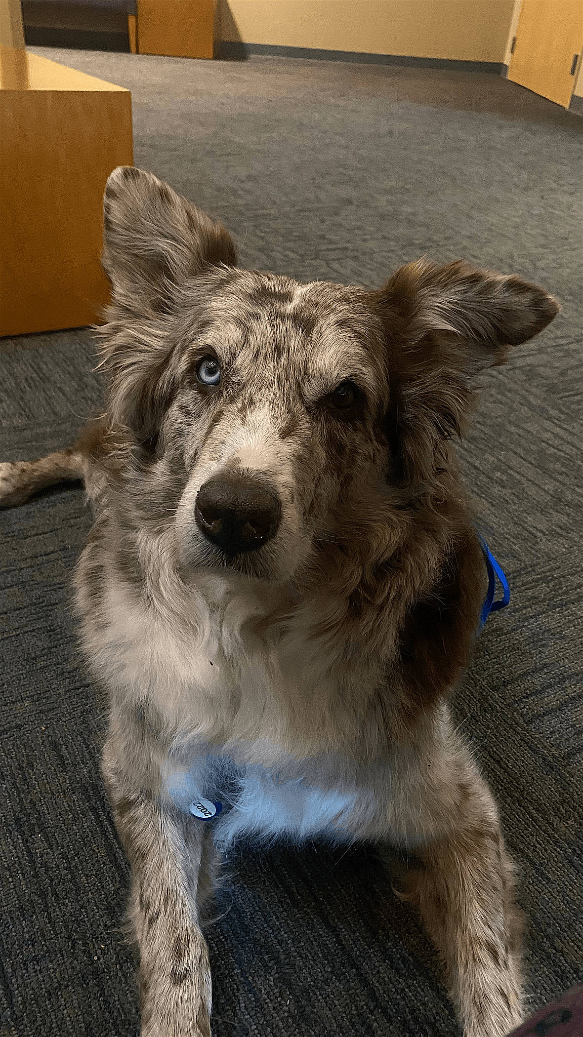 Jake is registered to the contest to win money with this photo: ancient_dog_breeds, box, canidae, carnivore, carton, companion_dog, dog, dog_breed, dog_collar, fur, herding_dog, koolie, sporting_group, street_dog, terrestrial_animal, whiskers, working_animal, working_dog