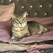 Piper joined the competition — help win amazing prizes! cat, tabby_cat, bed, bedspread, pink, furniture, indoor, pet, animal, fur, whiskers, ears, relaxed, lying_down, domestic_animal, cozy, soft, tufted_headboard, background_blur, resting