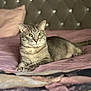 cat, tabby_cat, bed, bedspread, pink, furniture, indoor, pet, animal, fur, whiskers, ears, relaxed, lying_down, domestic_animal, cozy, soft, tufted_headboard, background_blur, resting