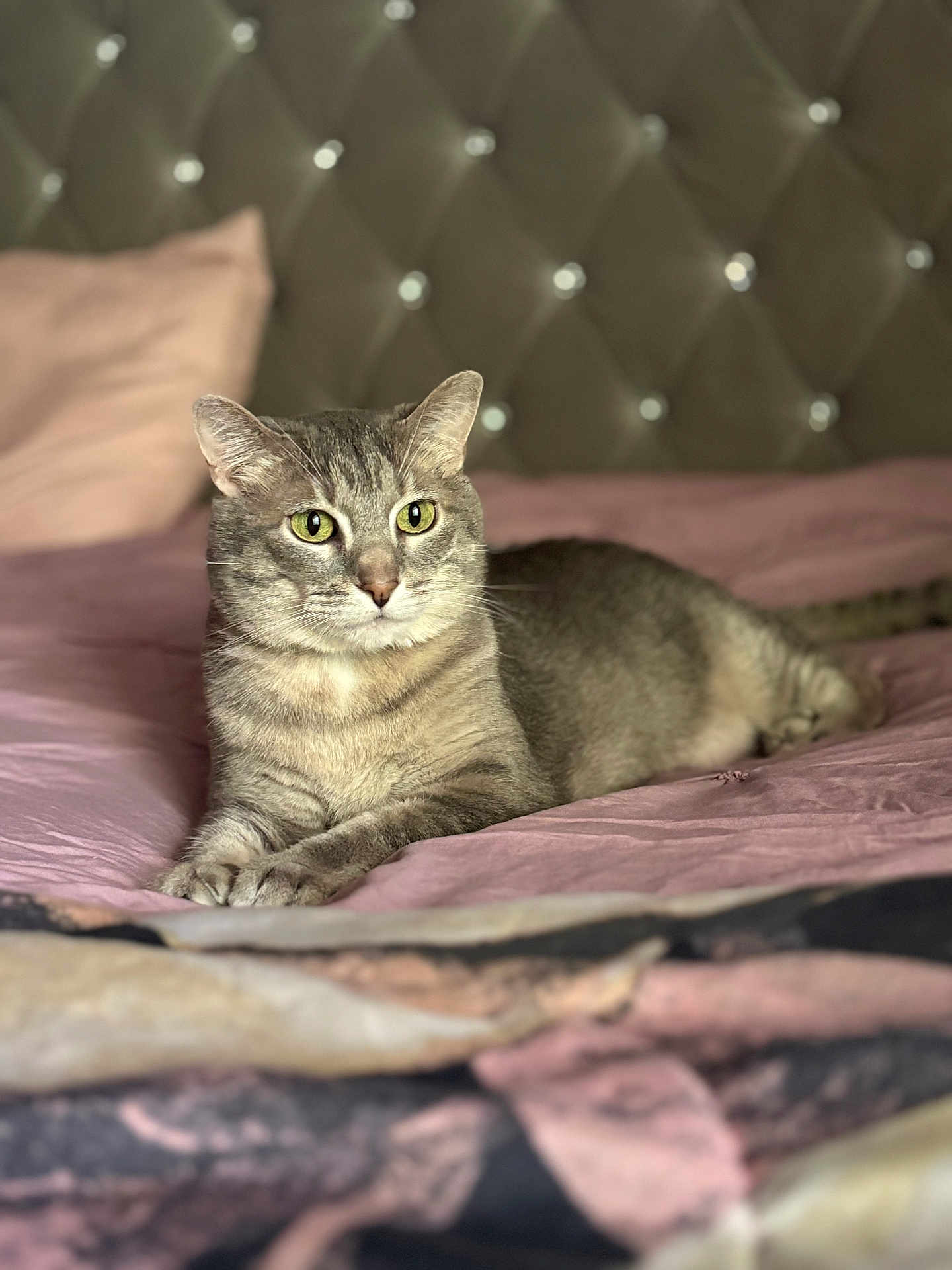 Piper joined the competition — help win amazing prizes! cat, tabby_cat, bed, bedspread, pink, furniture, indoor, pet, animal, fur, whiskers, ears, relaxed, lying_down, domestic_animal, cozy, soft, tufted_headboard, background_blur, resting