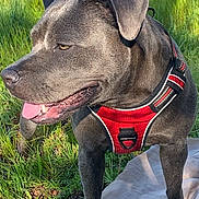 Mamas is registered to the contest to win money with this photo: animal, blanket, canine, daylight, dog, ears, grass, gray_fur, happy, harness, muzzle, nature, outdoor, pet, playful, summer, sunlight, tail_up, tongue_out, walking