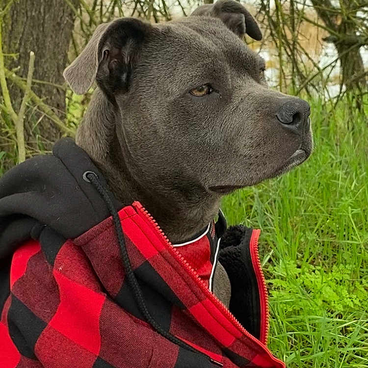 Mamas joined the competition — help win amazing prizes! dog, outdoor, nature, grass, tree, pet, animal, canine, jacket, red, black, fur, portrait, calm, side_profile, leisure, greenery, forest, muzzle, ears