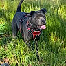 Mamas is registered to the contest to win money with this photo: animal, black_dog, canine, daylight, dog, field, grass, greenery, happy, harness, mammal, nature, outdoor, pet, playful, summer, sunlight, tail_up, tongue_out, walking