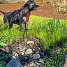 Mamas is registered to the contest to win money with this photo: adventure, alert, animal, black_dog, canine, curious, daytime, dog, grass, greenery, harness, landscape, nature, outdoor, pet, pond, rocks, sunlight, trees, wildlife