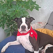 Mia a rejoint le concours — aidez-le/la à gagner de superbes lots ! animal, bandana, black_and_white, blanket, comfortable, couch, dog, fur, green_leaves, home, indoor, knitted_throw, living_room, paw, pet, plant, red_bandana, relaxed, resting, wallpaper