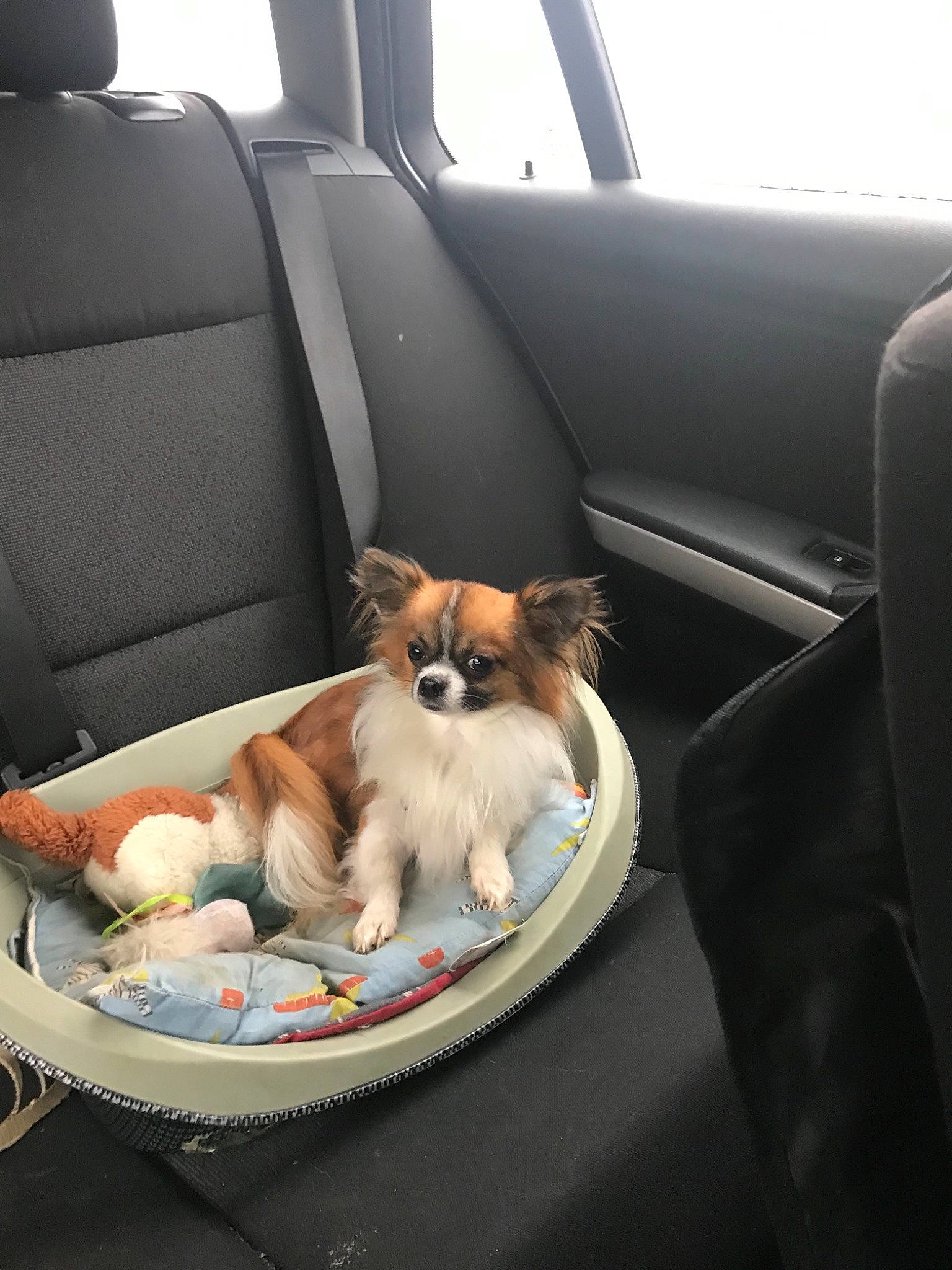 Spooky participe au concours pour gagner de l'argent avec cette photo : auto_part, automotive_exterior, car, car_seat, car_seat_cover, carnivore, comfort, companion_dog, dog, dog_breed, dog_supply, family_car, fawn, head_restraint, personal_luxury_car, terrier, toy_dog, vehicle, vehicle_door, window