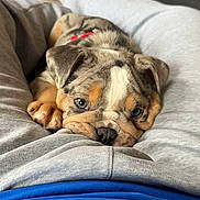 Tank joined the competition — help win amazing prizes! black, blue_shirt, brown, cables, carpet, collar, cute, dog, electronic_devices, grey_sweatpants, home, indoor, lap, person, pet, puppy, resting, snuggling, white, young_dog