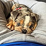 puppy, dog, pet, lap, person, blue_shirt, grey_sweatpants, indoor, carpet, cables, electronic_devices, collar, cute, snuggling, resting, young_dog, brown, black, white, home