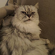 Picsou participe au concours pour gagner de l'argent avec cette photo : animal, bed, blanket, cat, closeup, cozy, cute, ears, feline, fluffy, fur, gray, indoor, mammal, pet, portrait, relaxed, resting, whiskers, white