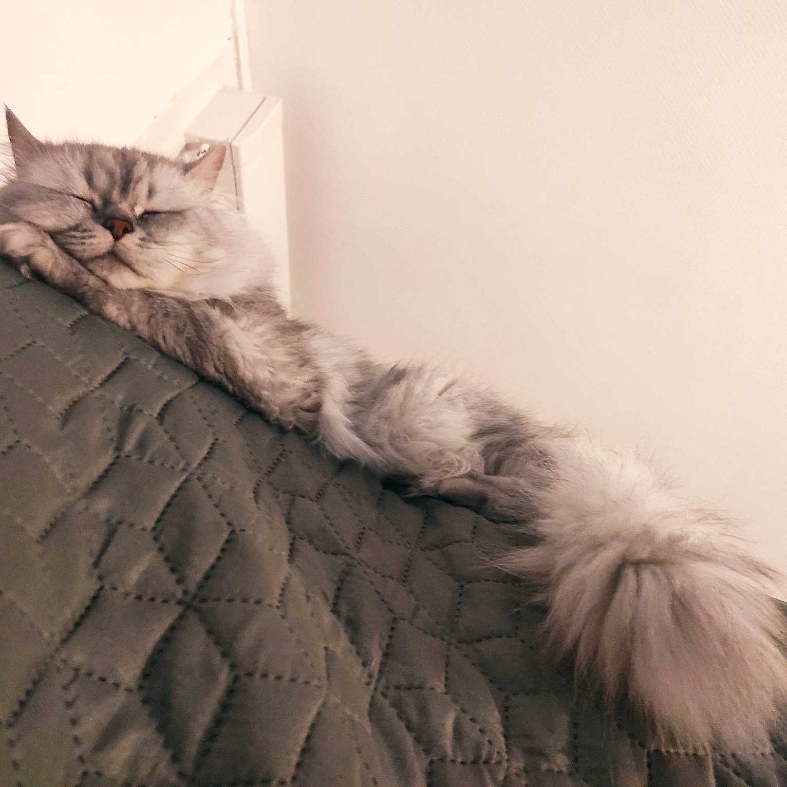 Picsou