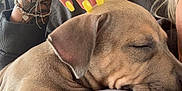 Mika is registered to the contest to win money with this photo: dog, puppy, sleeping, hand, yellow_nails, tattoos, bracelets, couch, pillow, closeup, relaxation, indoor, pet, nail_polish, comfort, animal, furry, cute, resting, domestic