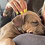 dog, puppy, sleeping, hand, yellow_nails, tattoos, bracelets, couch, pillow, closeup, relaxation, indoor, pet, nail_polish, comfort, animal, furry, cute, resting, domestic