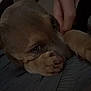Mika is registered to the contest to win money with this photo: dog, paw, hand, person, closeup, resting, lap, cozy, intimate, dimly_lit, brown_dog, nails, skin, fabric, comfort, pet, animal, cute, relaxing, touch