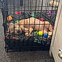 Mika is registered to the contest to win money with this photo: puppy, dog, sleeping, crate, blanket, toy, indoor, carpet, paw_print, cage, pet, resting, cute, furniture, home, cozy, animal, nap, small, relaxed